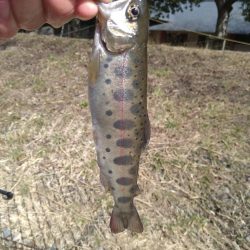 アマゴの味が忘れられず